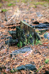 Old stump with green moss in the autumn forest.