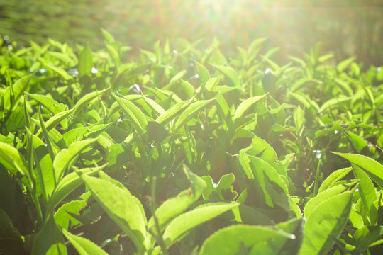 Sri Lanka, Nuwara Eliya, Mackwoods  Labookellie, tea plantation, 3 upper tea leaves