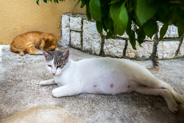 Pregnant cat have a rest under a tree