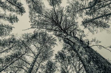 Tops of pine trees in the forest. Monochrome photo
