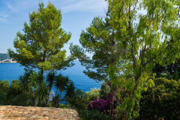 The trees growing on the edge of a cliff. Corfu. Greece.