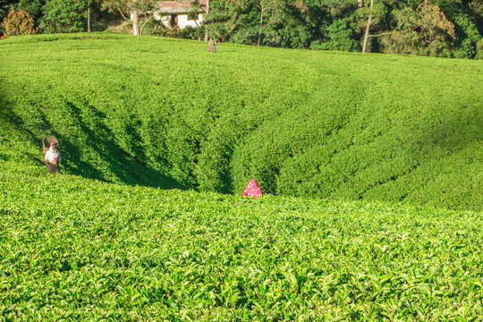 Sri Lanka, Nuwara Eliya, Mackwoods  Labookellie, tea plantation, Tea pickers at work