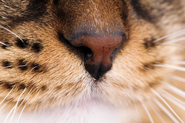 Cat nose close up