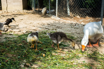 White goose with goslings eating