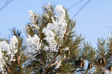 The spruce branches are beautifully covered with snow-white frost