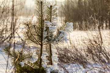 Young spruce is beautifully covered with snow-white frost