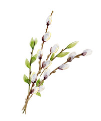 Watercolor willow tree branches © Zenina-Lembrik