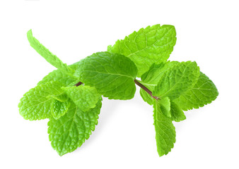Fresh lemon balm on white background