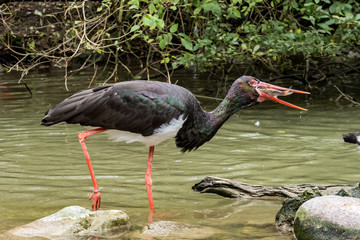 Schwarzstorch fängt einen Fisch