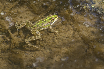 Perez's frog swimming in a pond