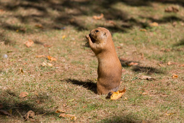 Prairie Dog