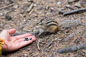 Chipmunk eating food from the palm of a human
