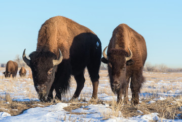 American Bison Bull - Genetically Pure Specimens Roaming the Colorado Plains © Gary