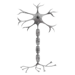 neuron, polygon 1