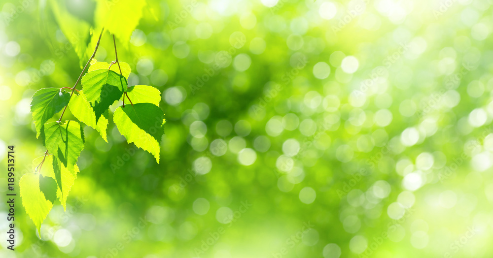 Poster Natural background. Bright spring background with birch branch in the sunlight.