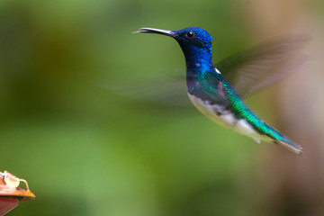 Hummingbird flapping its wings at high speed approaches to feed on a drinking fountain