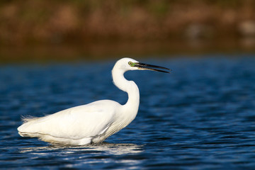 Seidenreiher am  Flußufer in Südspanien