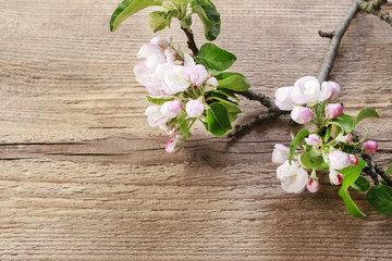 Blooming apple tree twigs on wooden background