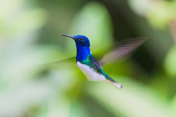 White-chested hummingbird flapping its wings