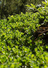 Arbusto y hojas de Gayuba