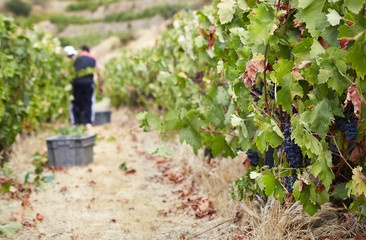 Fototapeta na wymiar People picking grapes during wine harvest in vineyard. Douro region. Portugal