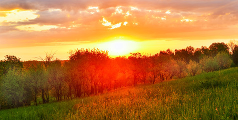 Spring meadow at sunrise
