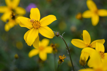 Yellow flower of five petals with green background