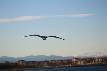 Fototapeta na wymiar seagull