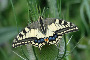Schwalbenschwanz auf Wilder Karde