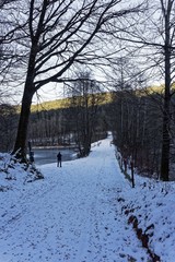 winter in forest 