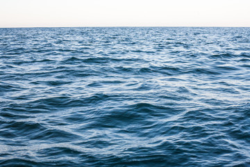 Obraz premium Delphine watching