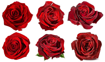 Fresh beautiful red roses isolated on white background with clipping path set