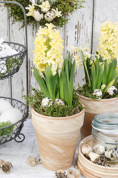 Easter home decoration with yellow hyacinth flowers.
