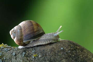 Weinbergschnecke