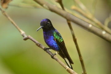 Obraz premium Siete colores