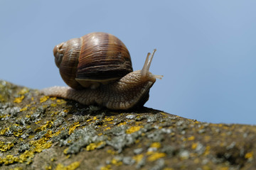 Weinbergschnecke 