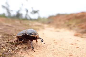 Käfer im Sand