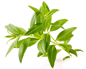 fresh lemon verbena isolated on white background