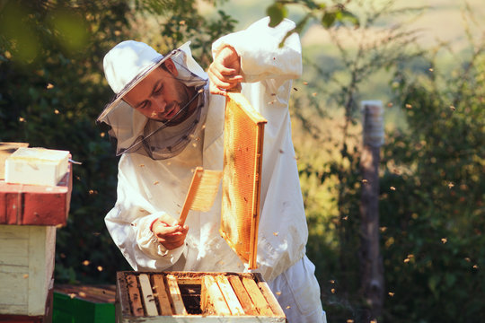 Beekeeper Collecting Honey