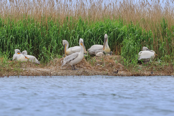 dalmatian pelicans (pelecanus crispus)
