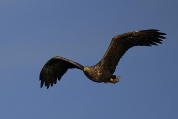 White-tailed eagle (Haliaeetus albicilla)