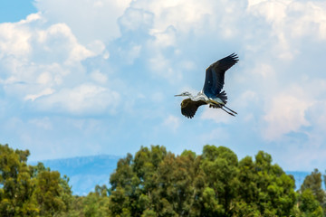 Fototapeta na wymiar The stork is flying over the trees