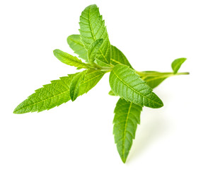fresh lemon verbena isolated on white background