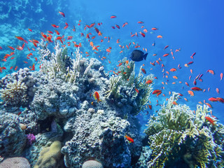 The underwater world of the Red Sea, golden antias, corals