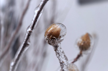 Branches after Freezing Rain