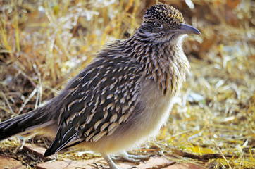 Greater Roadrunner - Amarillo, Texas