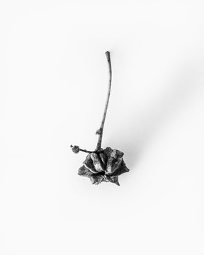 Oak knopper gall on white background