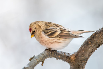 Redpoll