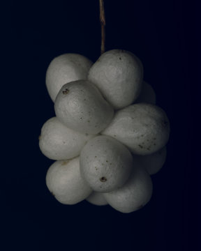 Snowberries on dark backgroud