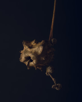 Oak knopper gall on dark background